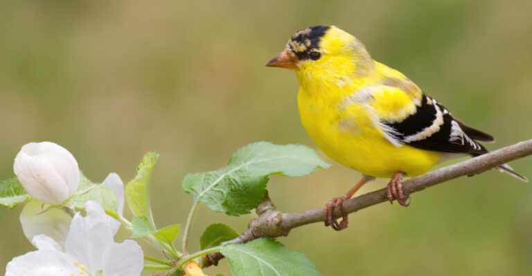 What It Really Means When A Goldfinch Chooses Your Maryland Yard
