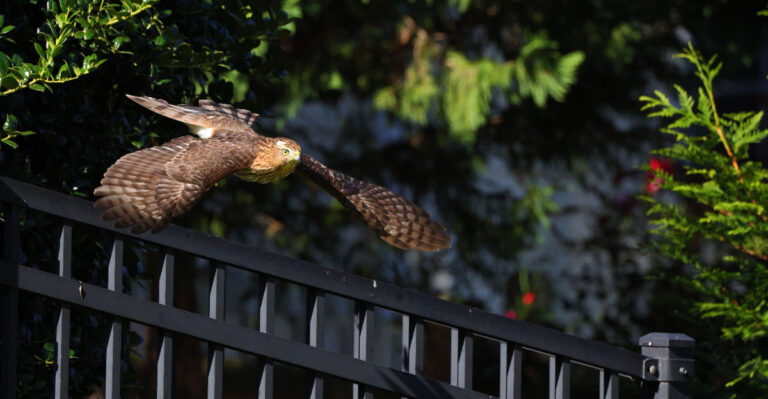 hawk flying