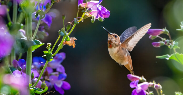 hummingbird to flower