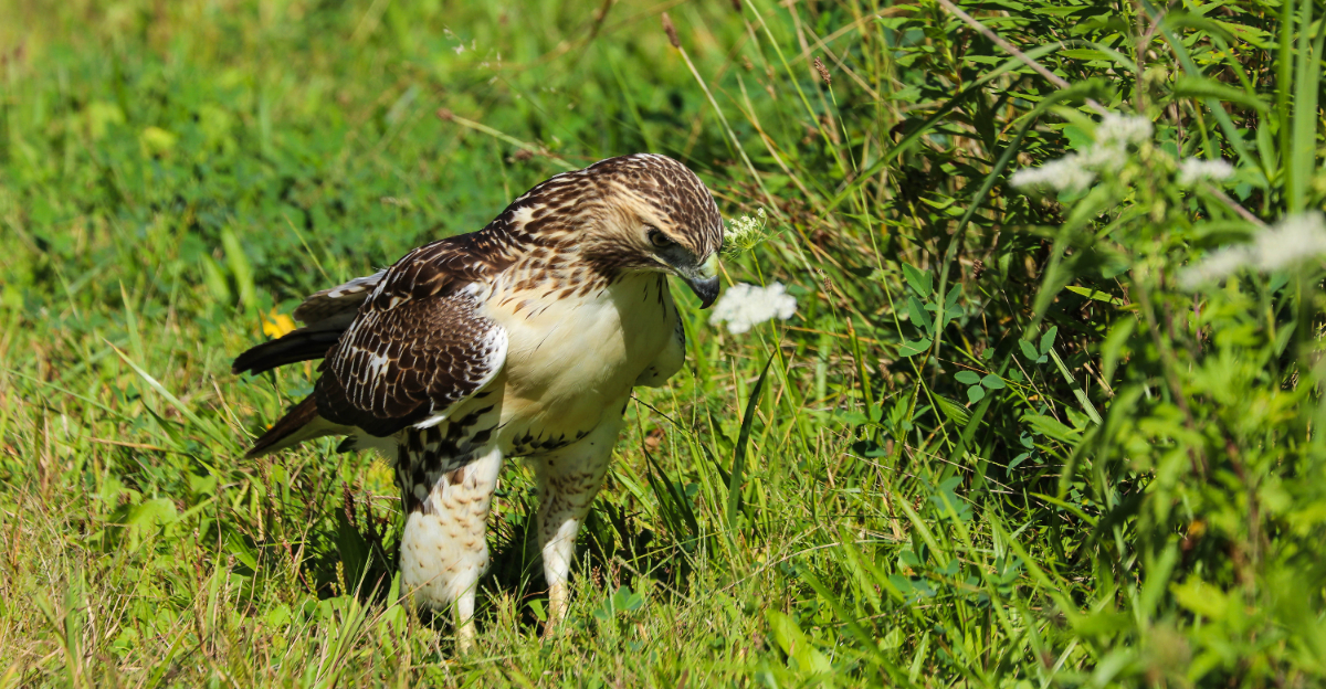 red tailed hawk