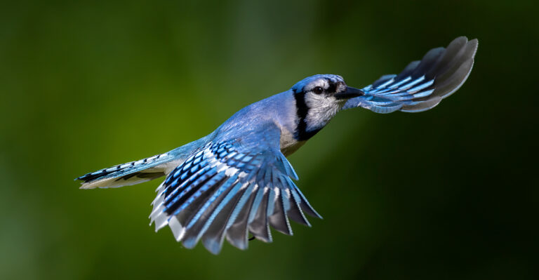blue jay