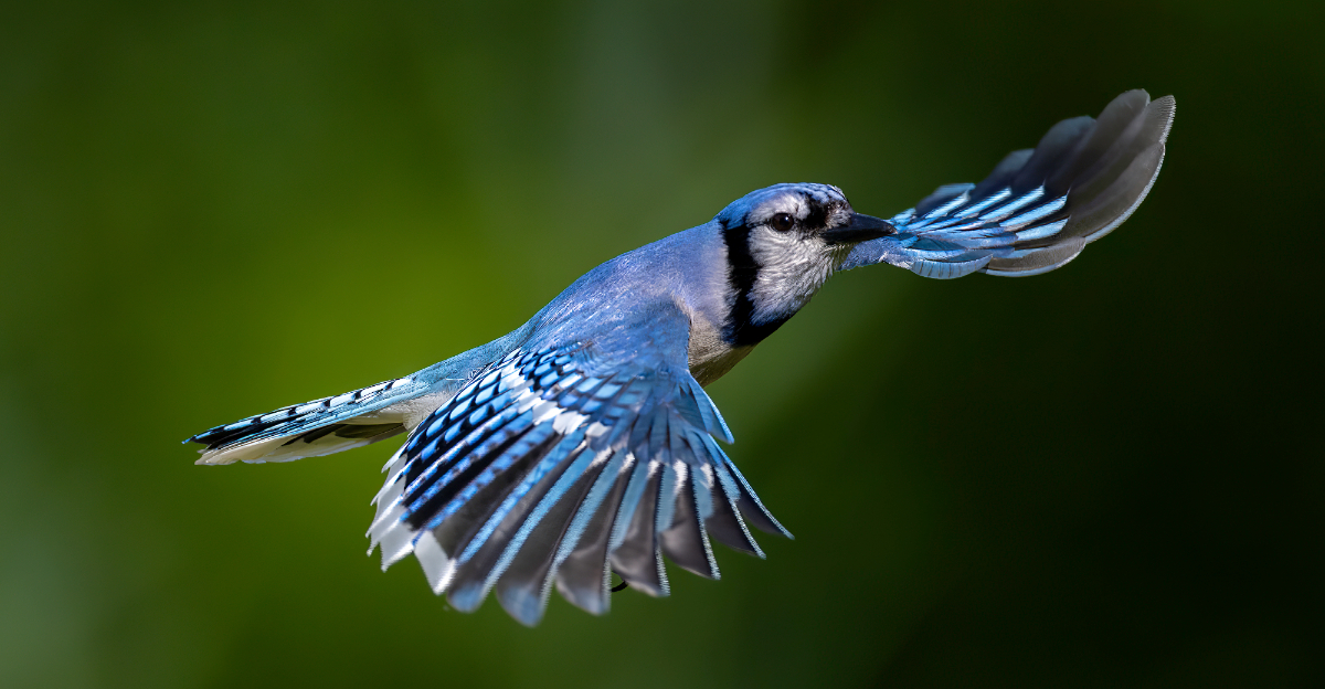 blue jay
