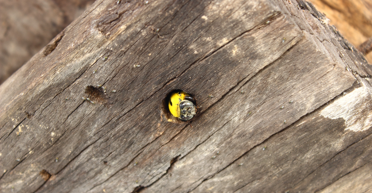 carpenter bee in wood