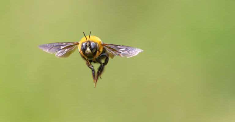 What It Really Means When Carpenter Bees Start Circling Your Indiana Porch