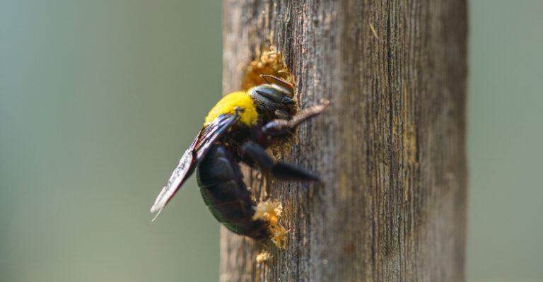 What It Really Means When Carpenter Bees Start Showing Up Around Your California Porch