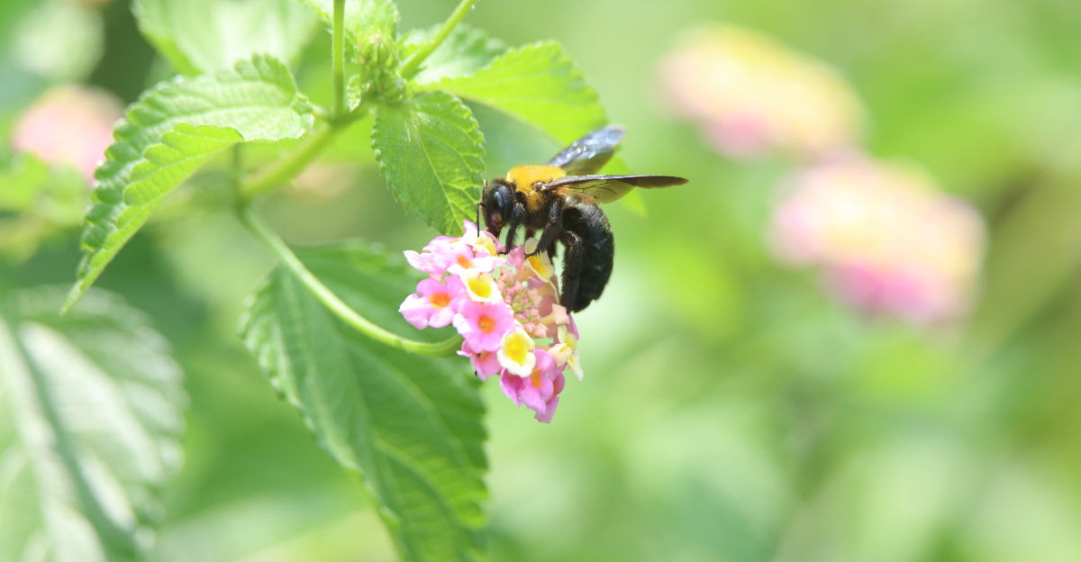 carpenter bee on flower