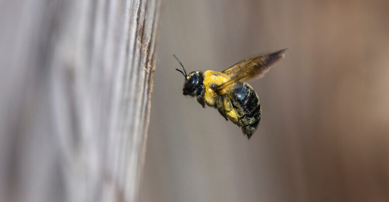 carpenter bee