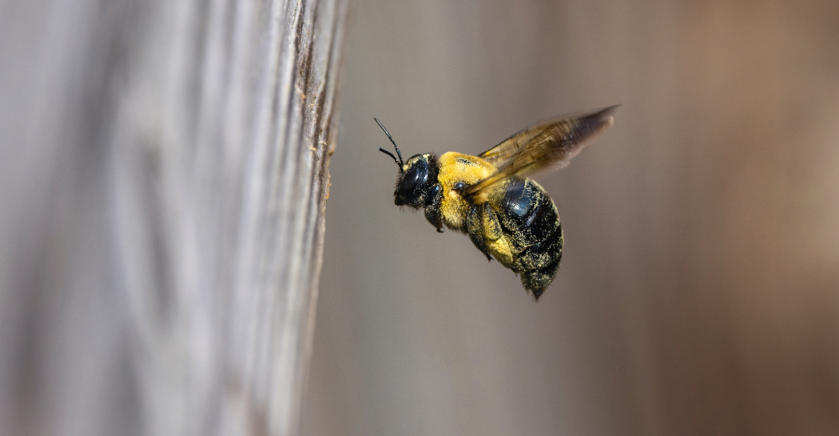 carpenter bee