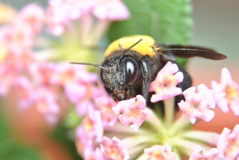 carpenter bee