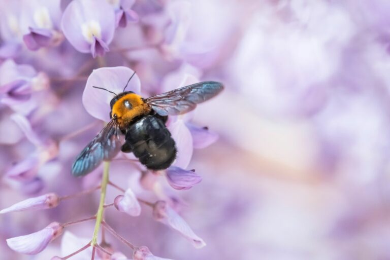 carpenter bee