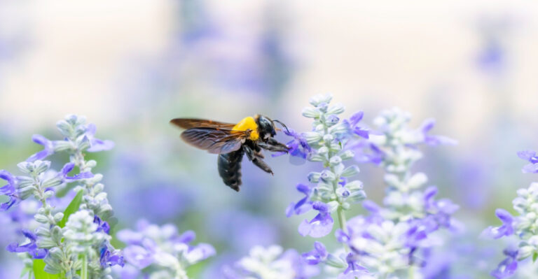 What It Really Means When Carpenter Bees Start Visiting Your Missouri Porch