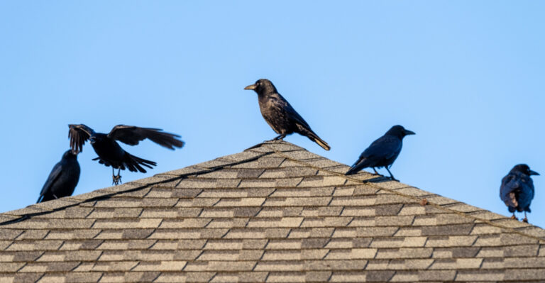 What It Really Means When Crows Start Gathering In Your North Carolina Trees Every Evening