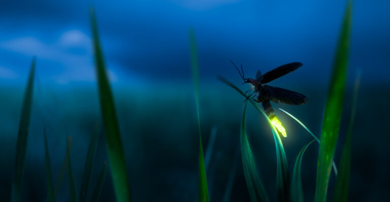 What It Really Means When Fireflies Light Up Your Illinois Yard