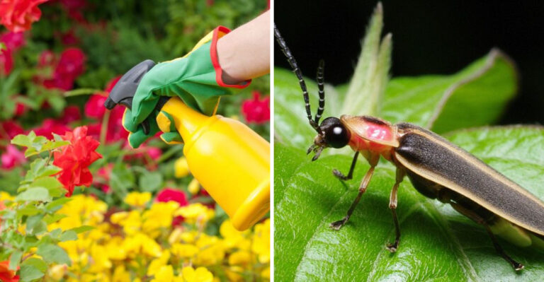 What It Really Means When Fireflies Stop Appearing In Your Pennsylvania Yard