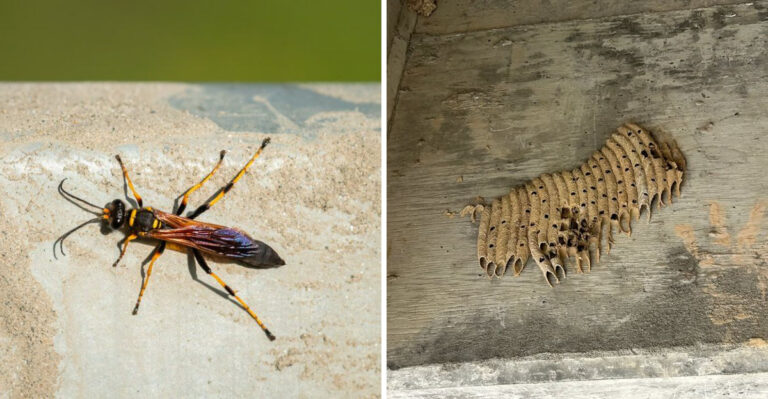 What It Really Means When Mud Daubers Start Showing Up On Your North Carolina Walls And Eaves