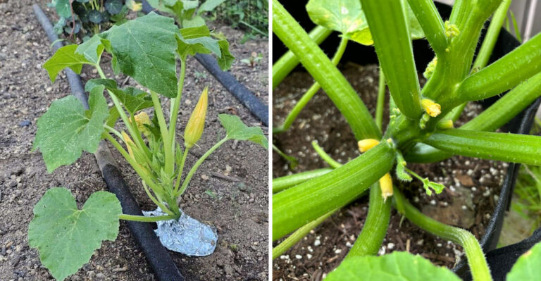 What It Really Means When Squash Vine Borers Appear In Your North Carolina Vegetable Garden