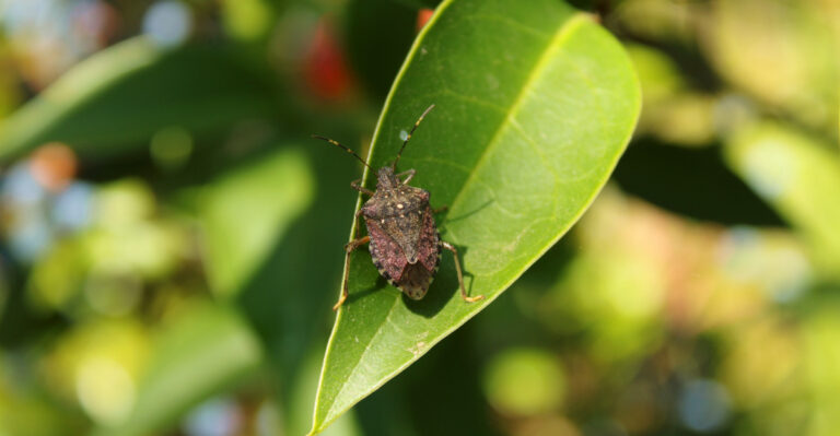 stink bug