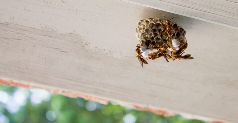 wasp nest
