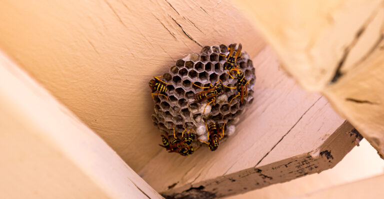 wasp nest