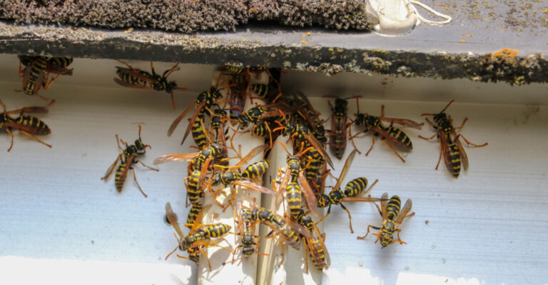 What It Really Means When Wasps Start Building Nests Around Your Texas Porch This Summer