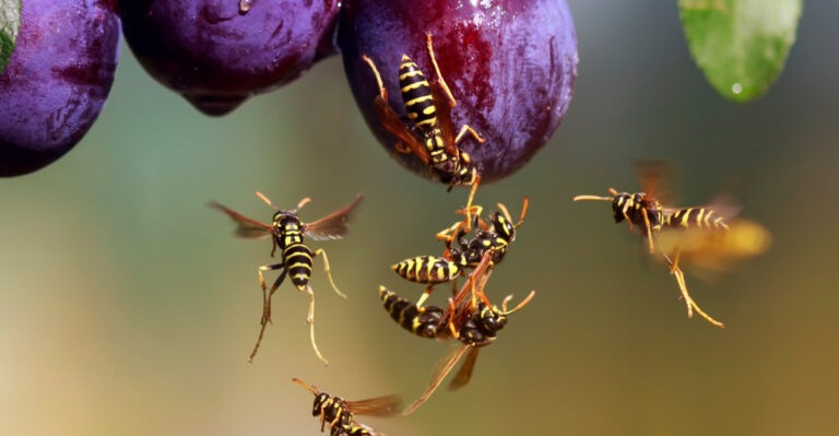 What It Really Means When Wasps Start Showing Up Around Your Indiana Home Every Summer