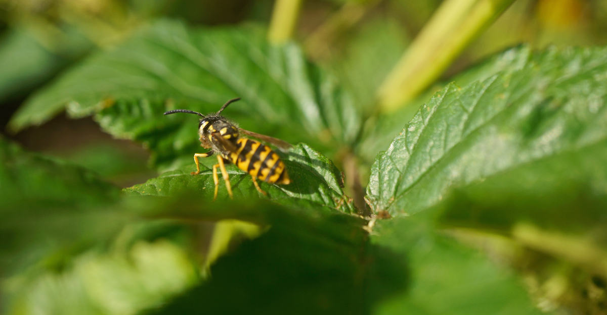 yellow jacket in garden