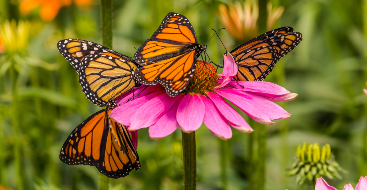 butterflies on flower