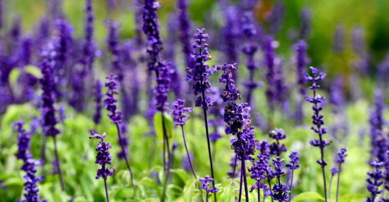 What It Takes To Keep Salvia Blooming All Summer In Virginia
