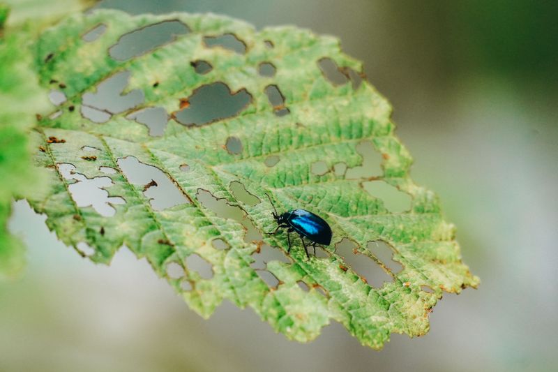 What Japanese Beetle Damage Actually Looks Like What Japanese Beetle Damage Actually Looks Like