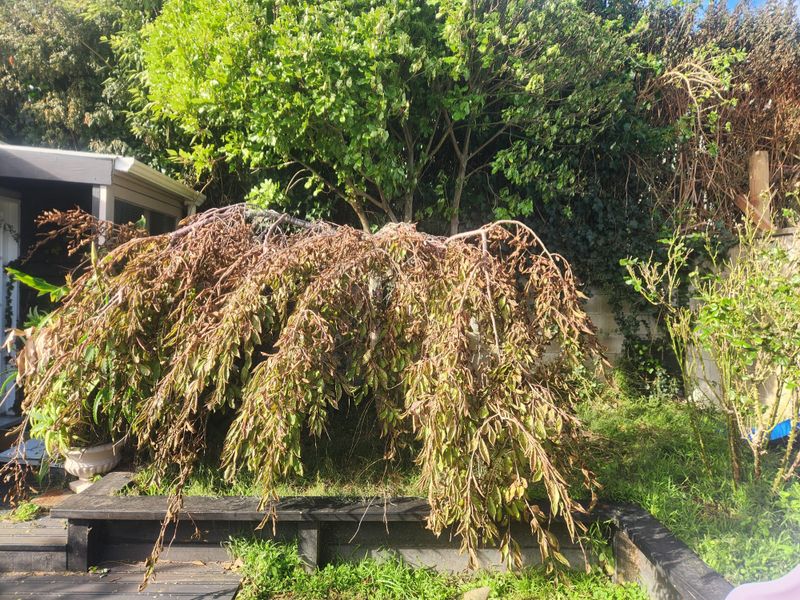 What June Storms In Maryland Leave Plants Struggling To Survive