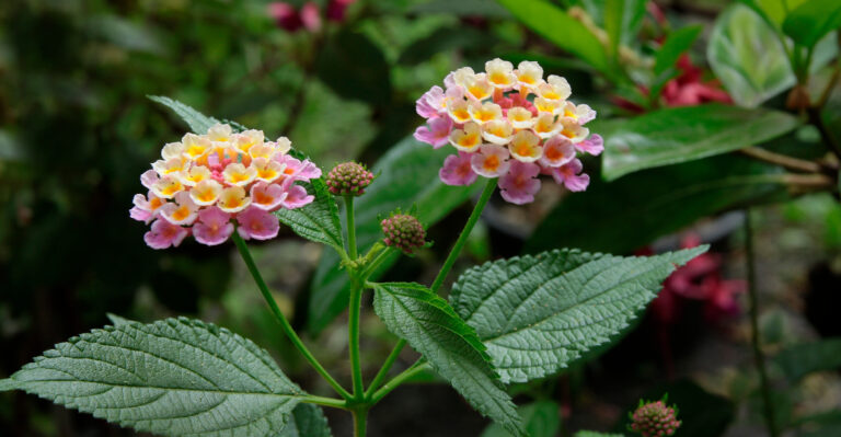What Lantana Needs To Keep Flowering When Temperatures Climb