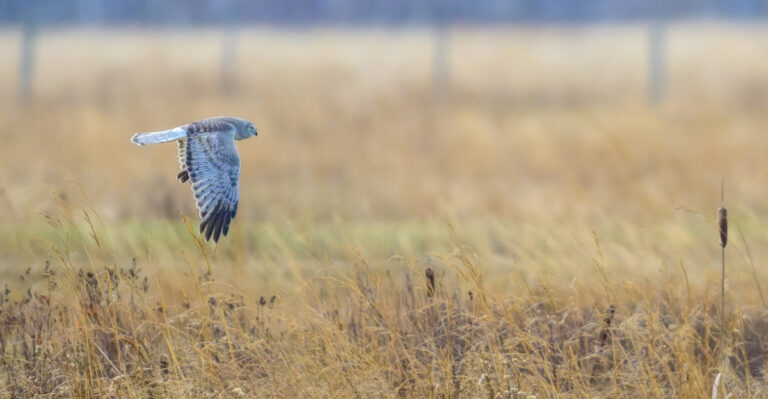 What Low-Circling Hawks Are Telling You About Your South Carolina Property