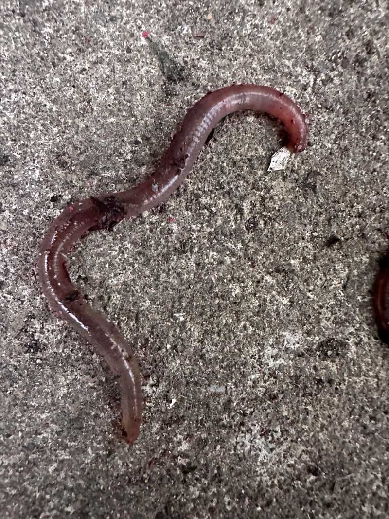 What Makes Jumping Worms Different From Common Earthworms