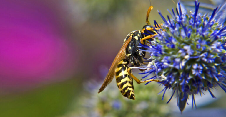 What Makes Kentucky Yellow Jackets So Aggressive In Late July, And How To Keep Them Out Of Your Yard