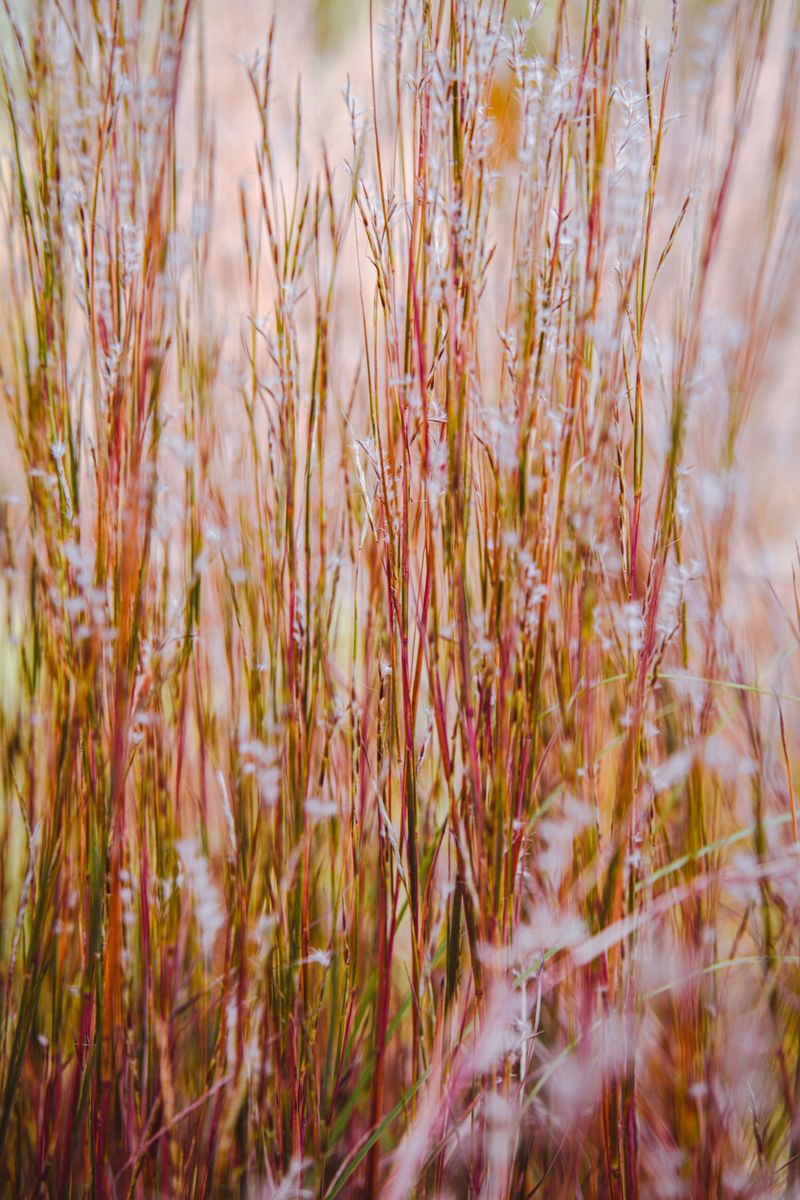 What Makes Little Bluestem Stand Out In A Flower Bed
