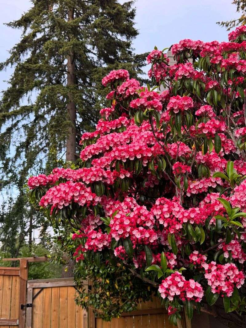 What Makes Mountain Laurel So Popular In Virginia Gardens What Makes Mountain Laurel So Popular In Virginia Gardens