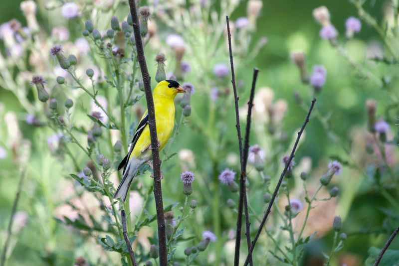 What Makes New Jersey Yards A Goldfinch Magnet What Makes New Jersey Yards A Goldfinch Magnet