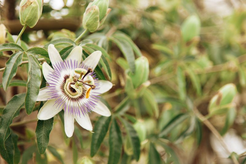 What Makes Passionflower Vine A Favorite Along Virginia Fences What Makes Passionflower Vine A Favorite Along Virginia Fences