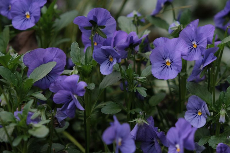 What Makes This Wildflower Worth Keeping Around What Makes This Wildflower Worth Keeping Around