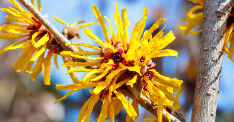 What Makes Witch Hazel A Natural Fit For Connecticut Gardens