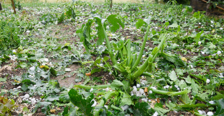 What Maryland Gardeners Should Do With Storm-Damaged Plants Before Summer Heat Sets In