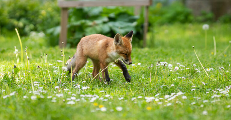 fox kit in yard