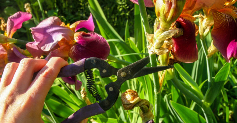 What Michigan Gardeners Should Do To Irises The Moment They Finish Blooming