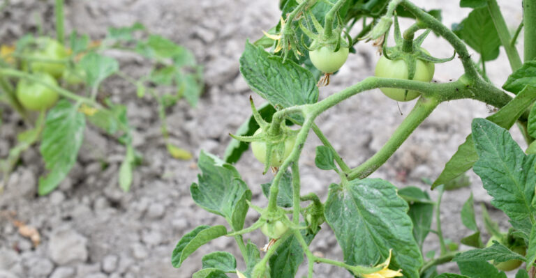 tomatoes starting fruit