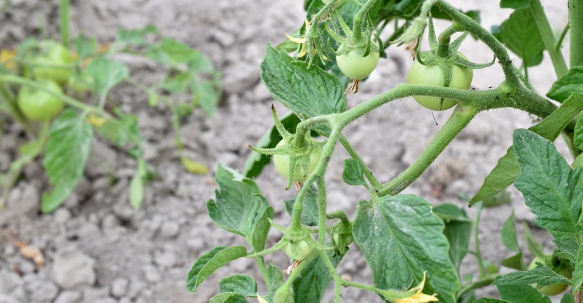 tomatoes starting fruit