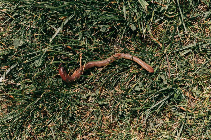 What Moles Are Actually After In Your Yard