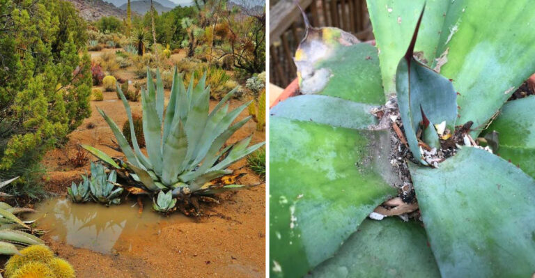 What Monsoon Season Means For Your Agave And What To Watch For