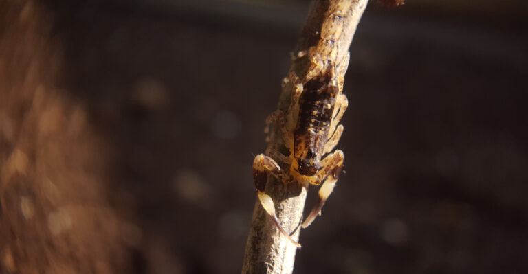 Scorpion (featured image)