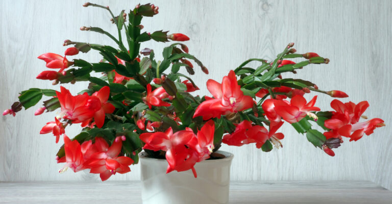 What Most People Get Wrong About Christmas Cactus Care In Summer