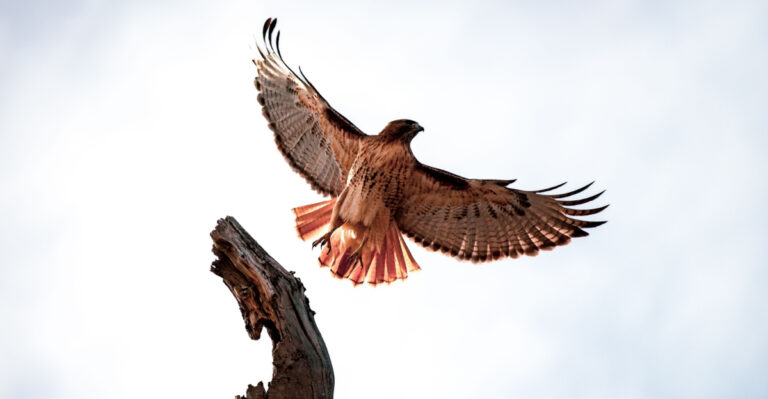 What Nature Is Telling You When A Red-Tailed Hawk Shows Up In Your Illinois Yard